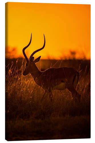 Tableau sur toile Impala at sunrise in the Masai Mara of Kenya