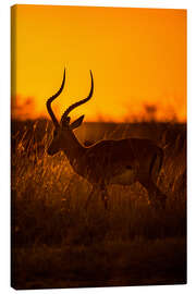 Obraz na płótnie Impala at sunrise in the Masai Mara of Kenya