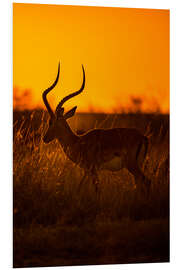 Foam board print Impala at sunrise in the Masai Mara of Kenya