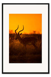 Gerahmter Kunstdruck Impala bei Sonnenaufgang in der Masai Mara in Kenia
