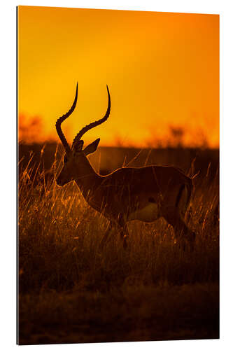 Gallery print Impala at sunrise in the Masai Mara of Kenya