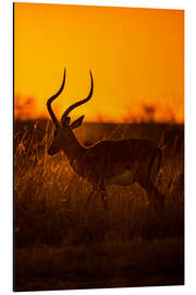 Magnettafel Impala bei Sonnenaufgang in der Masai Mara in Kenia