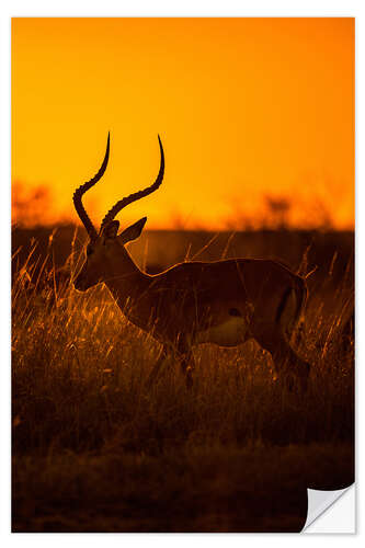 Naklejka na ścianę Impala at sunrise in the Masai Mara of Kenya