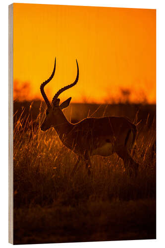 Puutaulu Impala at sunrise in the Masai Mara of Kenya