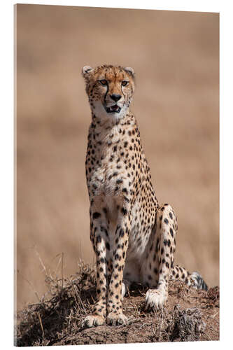 Akryylilasitaulu Resting cheetah