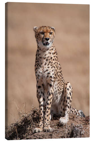 Canvas print Resting cheetah