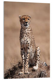 Gallery print Resting cheetah