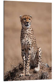 Magnettafel Ruhender Gepard