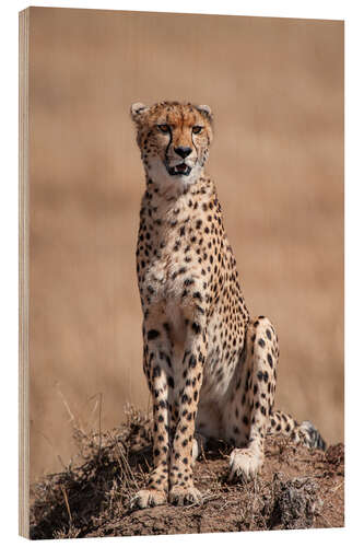 Tableau en bois Resting cheetah