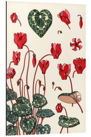 Aluminium print Cyclamen