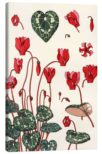 Canvas print Cyclamen