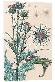 Foam board print Thistle