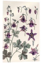 Acrylglas print Akelei, Aquilegia vulgaris