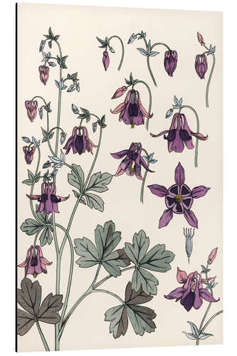 Aluminium print Columbine, Aquilegia vulgaris