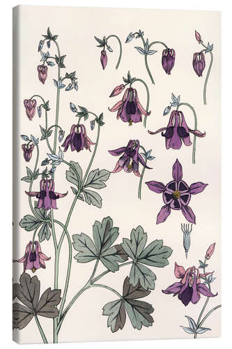 Canvas print Columbine, Aquilegia vulgaris