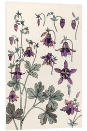 Foam board print Columbine, Aquilegia vulgaris