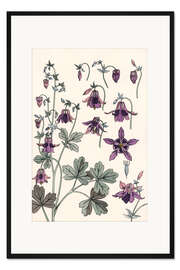 Gerahmter Kunstdruck Akelei, Aquilegia vulgaris