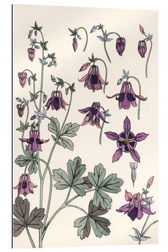 Gallery print Orlik pospolity, Aquilegia vulgaris