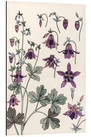 Magnettafel Akelei, Aquilegia vulgaris
