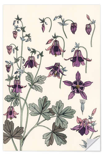 Muursticker Akelei, Aquilegia vulgaris