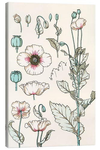 Canvas print Papaver I