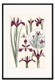 Gerahmter Kunstdruck Iris