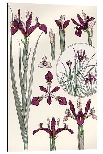 Galleritryk Iris