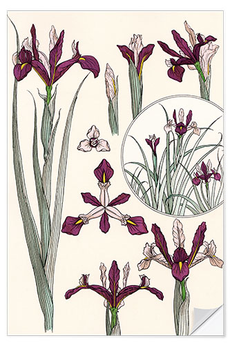 Sisustustarra Iris