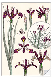 Wall sticker Iris