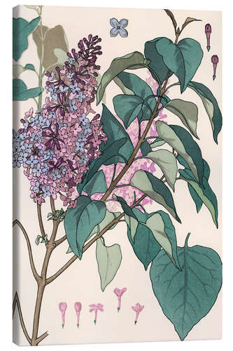 Stampa su tela Lilac