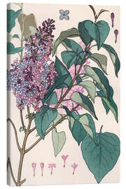 Lerretsbilde Lilac