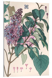 Gallery print Lilac