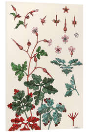 Foam board print Geranium