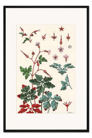 Gerahmter Kunstdruck Geranie