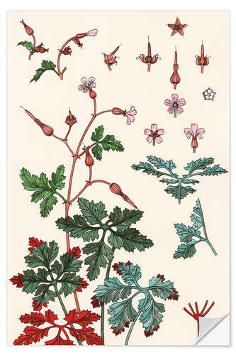 Wall sticker Geranium