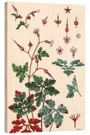 Hout print Geranium