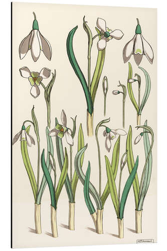 Aluminiumtavla Snowdrop, 1850