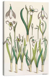 Canvastavla Snowdrop, 1850