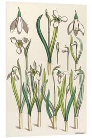 Foam board print Snowdrop, 1850