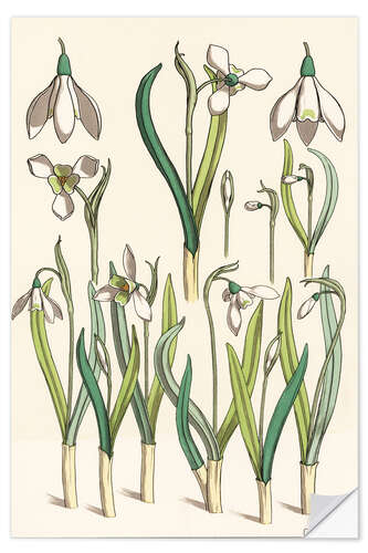 Wall sticker Snowdrop, 1850