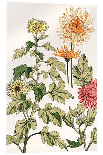 Cuadro de metacrilato Chrysanthemums II