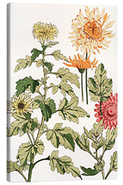 Canvas print Chrysanthemums II