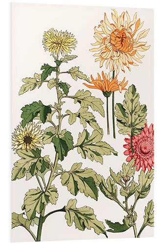 Foam board print Chrysanthemums II