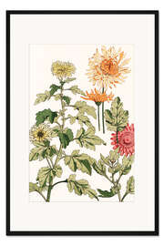 Gerahmter Kunstdruck Chrysanthemen II