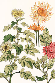 Magnettafel Chrysanthemen II