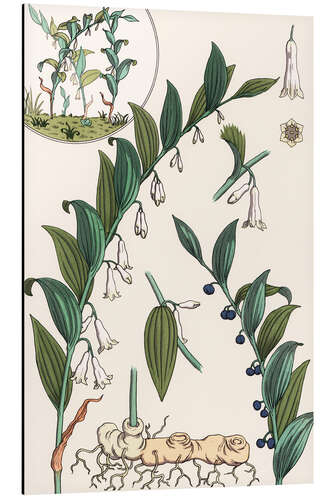 Aluminium print Solomon's Seal, Polygonatum multiflorum, 1897