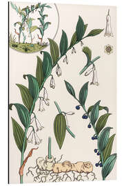 Tableau en aluminium Sceau-de-Salomon multiflore, Polygonatum multiflorum, 1897