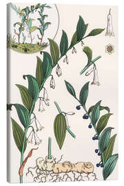 Canvas print Solomon&#039;s Seal, Polygonatum multiflorum, 1897