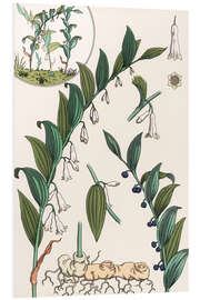 Foam board print Solomon's Seal, Polygonatum multiflorum, 1897