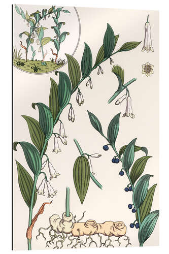 Gallery print Kokoryczka wielokwiatowa, Polygonatum multiflorum, 1897